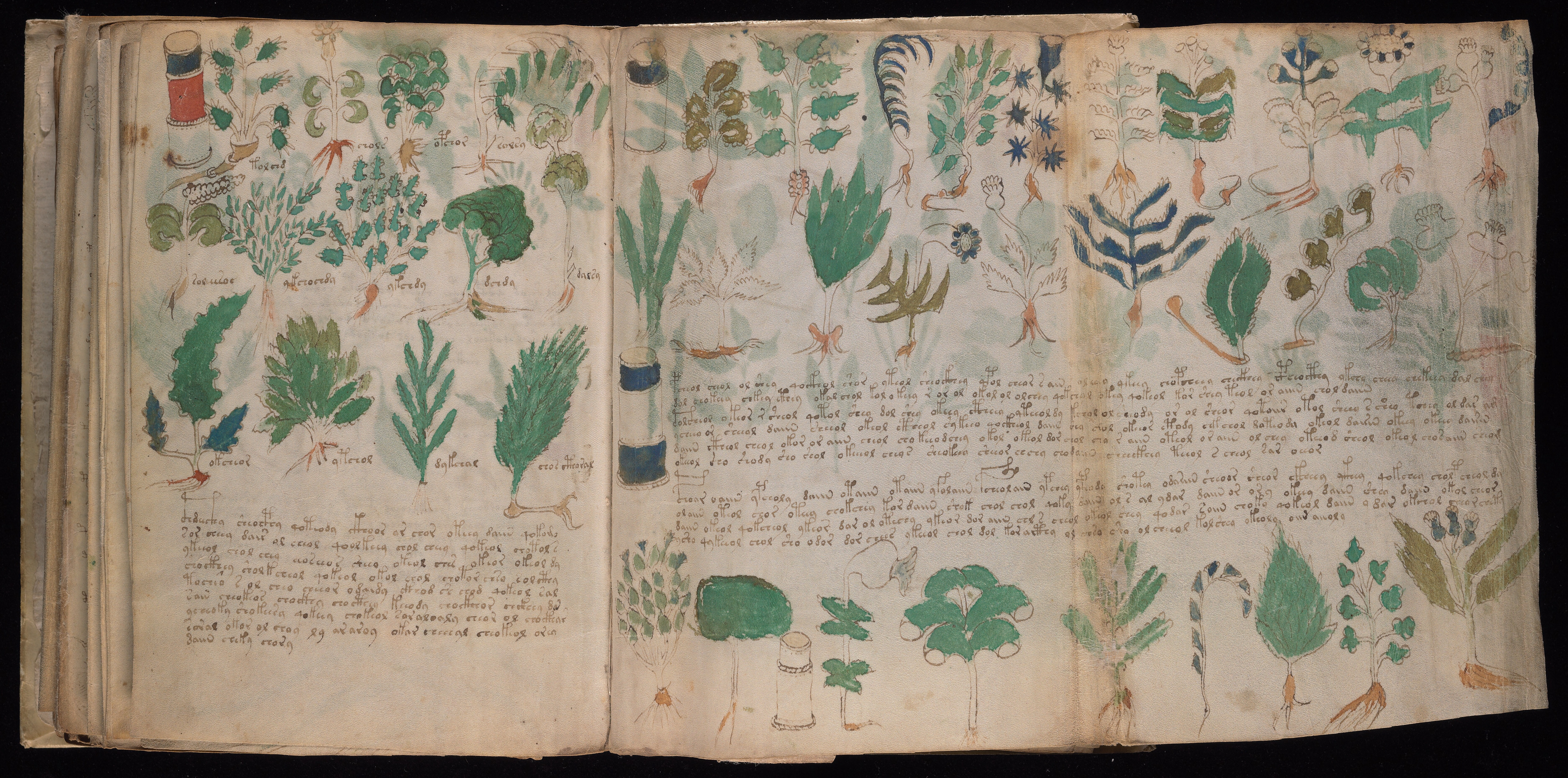 Voynich Manuscript Folio 178